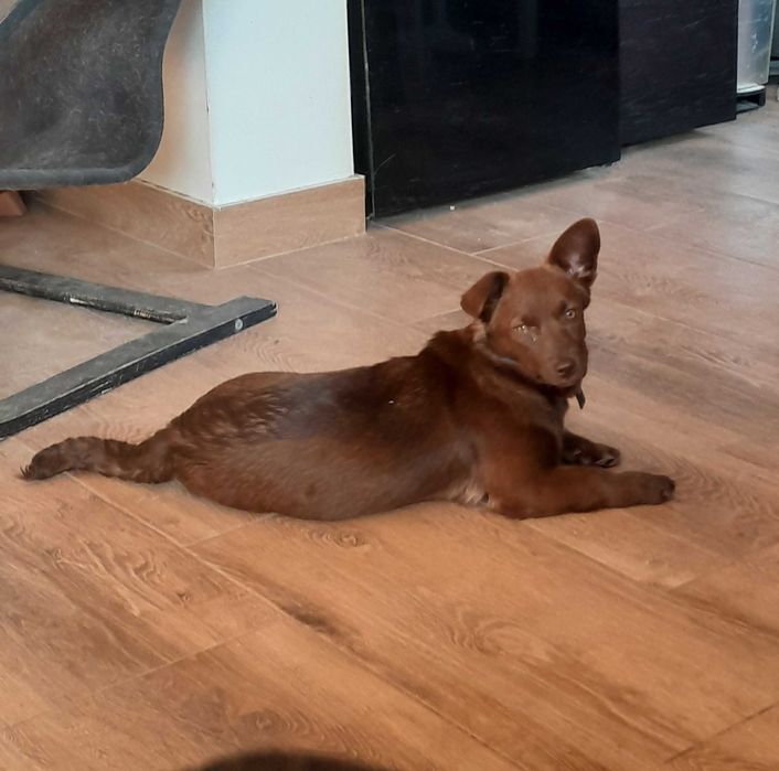 Czekoladowa Mimi  -  prawie roczna sunia czeka na swój dom