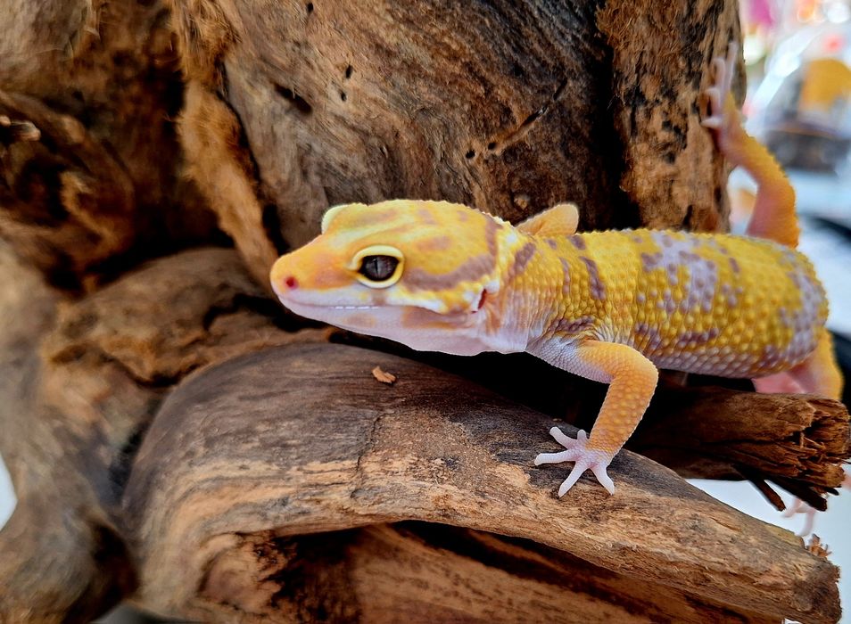 Gekon lamparci 2024r.