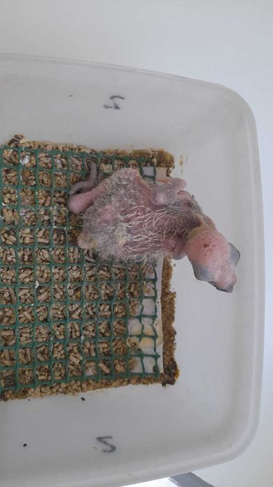 Papagaio Amazona de nuca amarela (macho), com 10 meses de idade