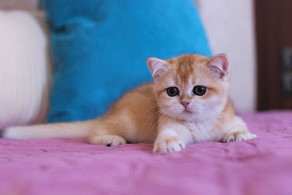 Котики мурррр - котики