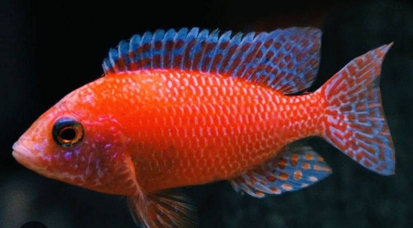 Pyszczaki Aulonocara FireFish