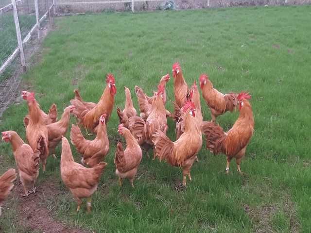 Інкубаційне яйце (курчата). Леггорн: палевий, лаванда, срібло.