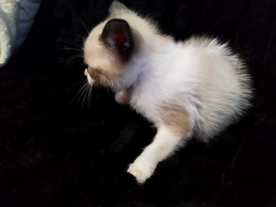 Gata bebê para adoção