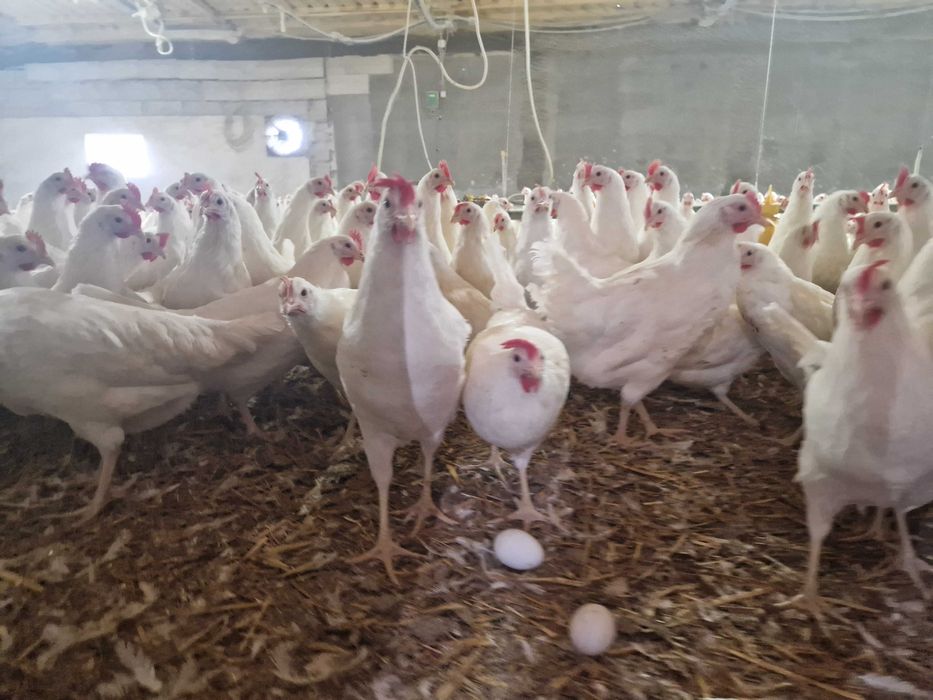 kurki kokoszki nioski tetra