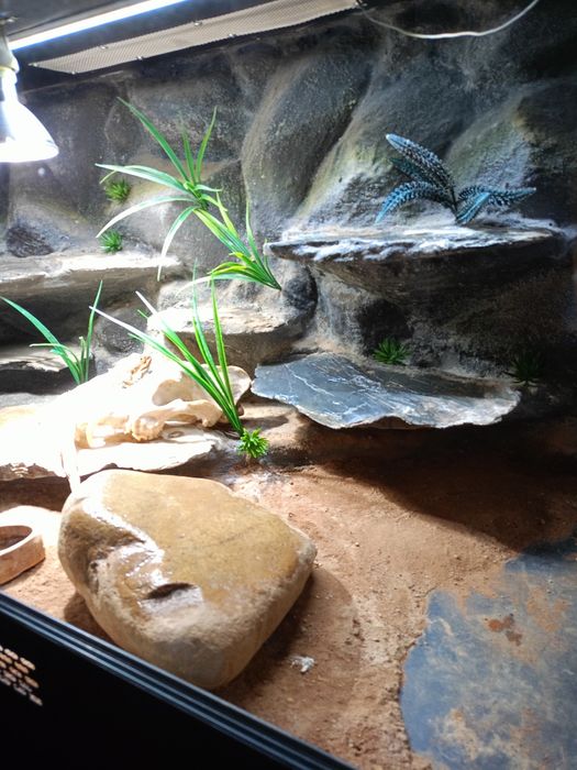 Agama  z terrarium 120x60x60