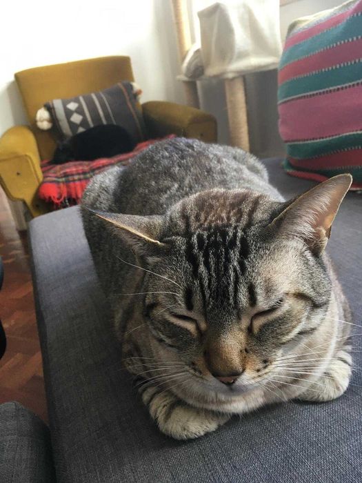 Gato para adoção - Artur