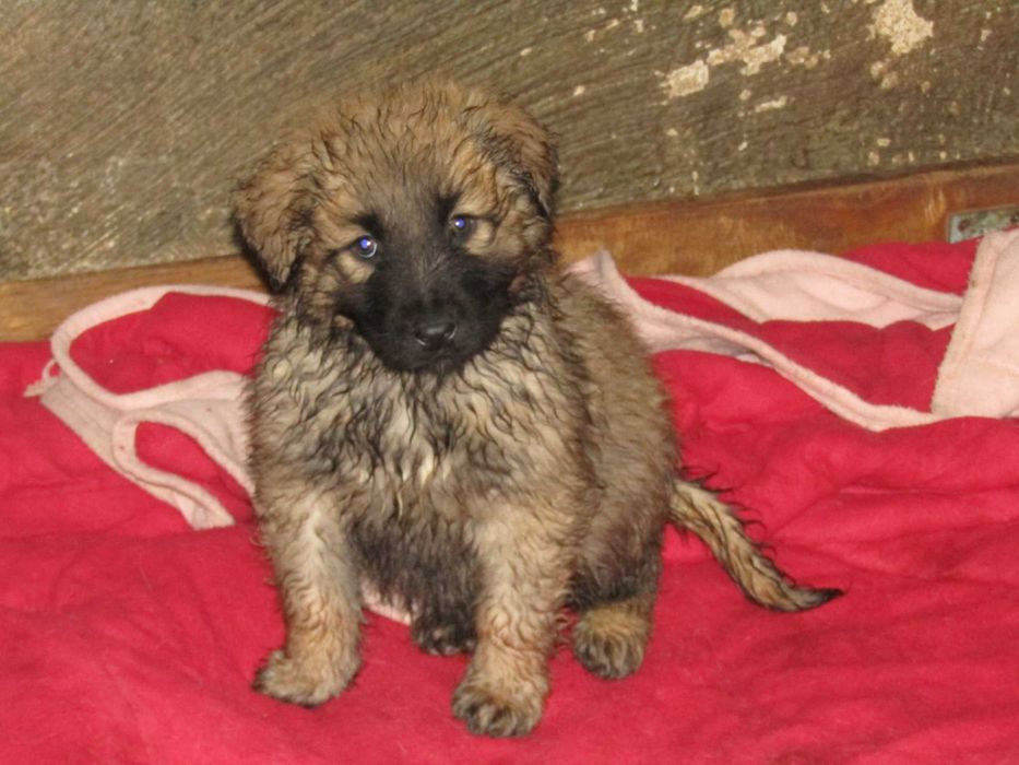 Cão Serra da Estrela com Pedigree/Afixo