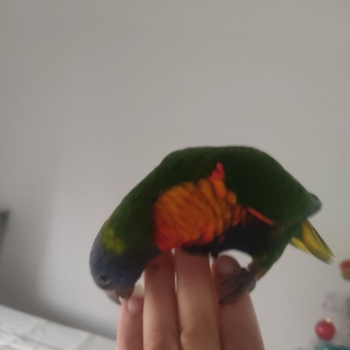 LORIS MOLUCANOS domesticado