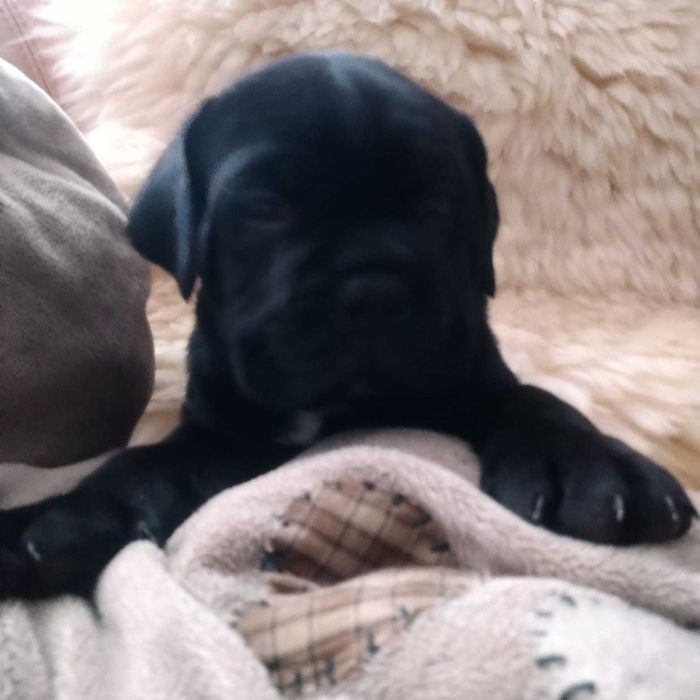 щенки Kane--Korso