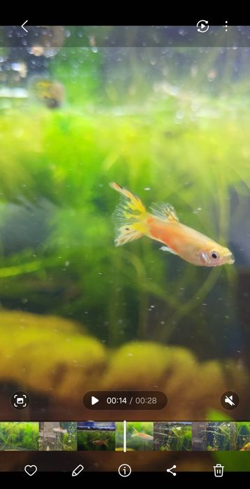 Guppy Lebiste Barrigudinho