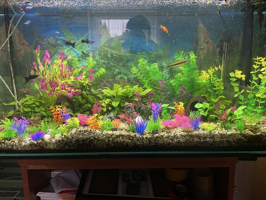 Akwarium 200l calość