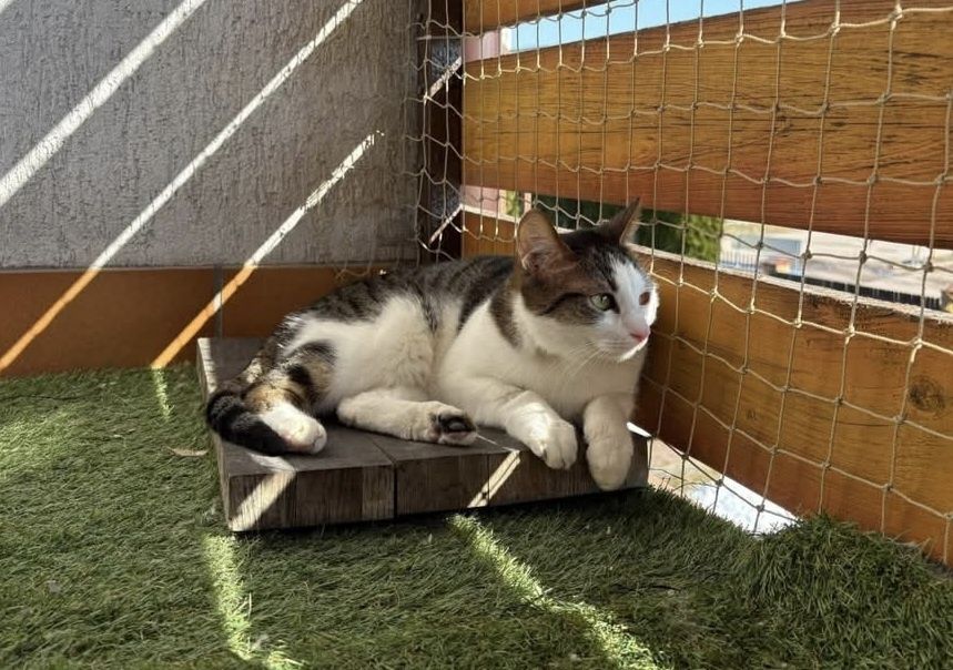 Cudowny kocurek czeka na dom