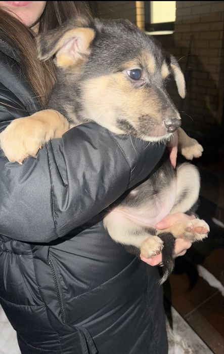 Дуже потрибна допомога щенкам