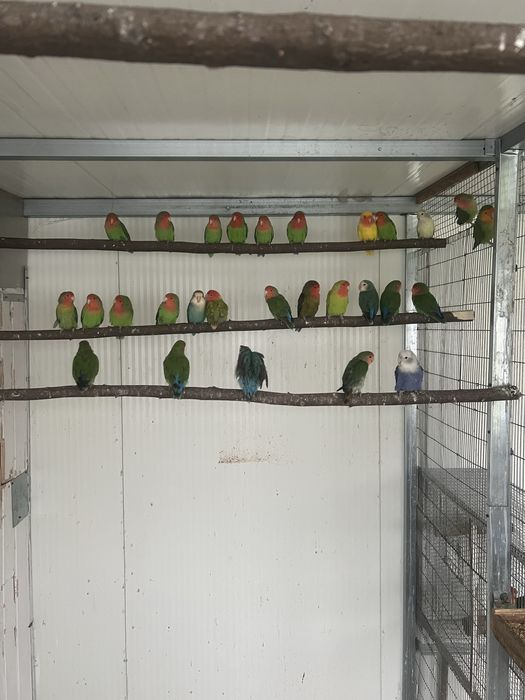 Rosicolis longfeather  para venda