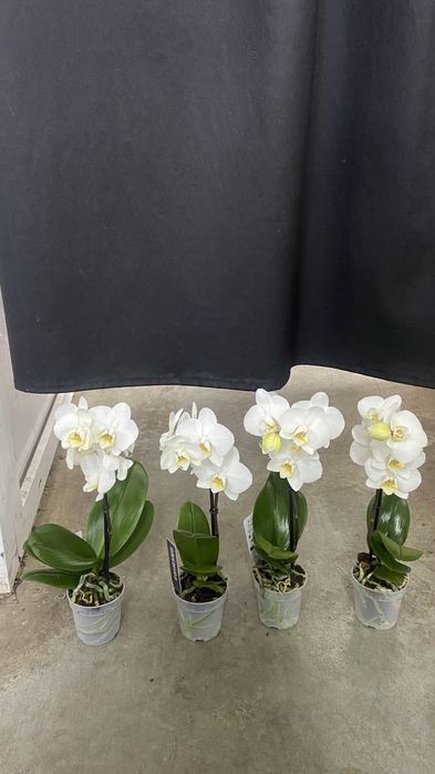 Орхідея міні 7 горщик-300 грн