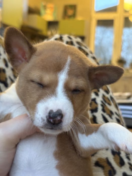 Діачинка басенджи, собака, яка не гавкає, собако-кіт