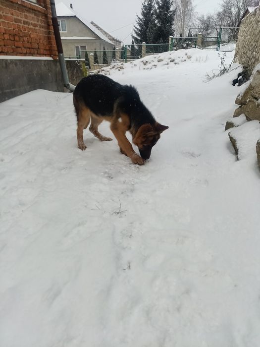 Продам дівчинку німецької вівчарки. Вік 5 місяців