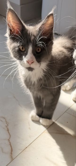 Kot maine coon kocur