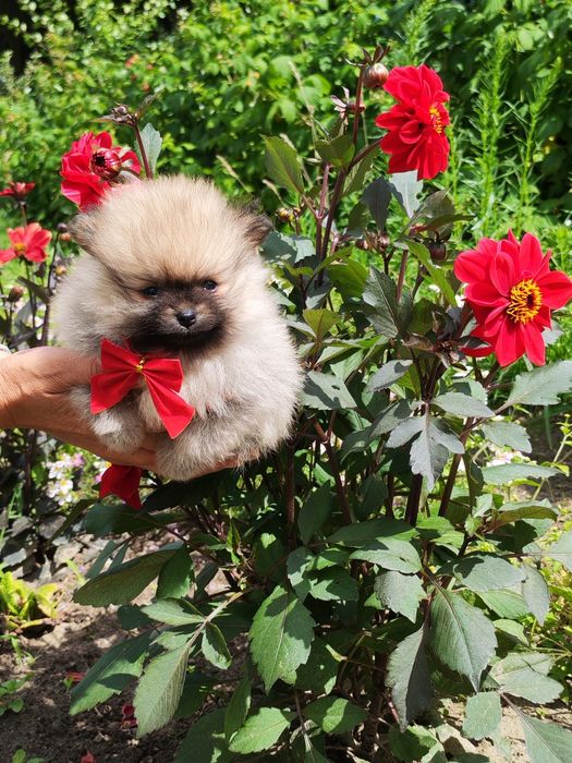 Pomeranian Szpic Miniaturowy Rezerwacja