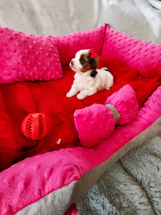 York śliczna suczka miniaturka Yorshire terrier o unikatowym umaszczeniu
