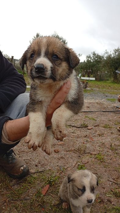 Rafeiros Alentejanos