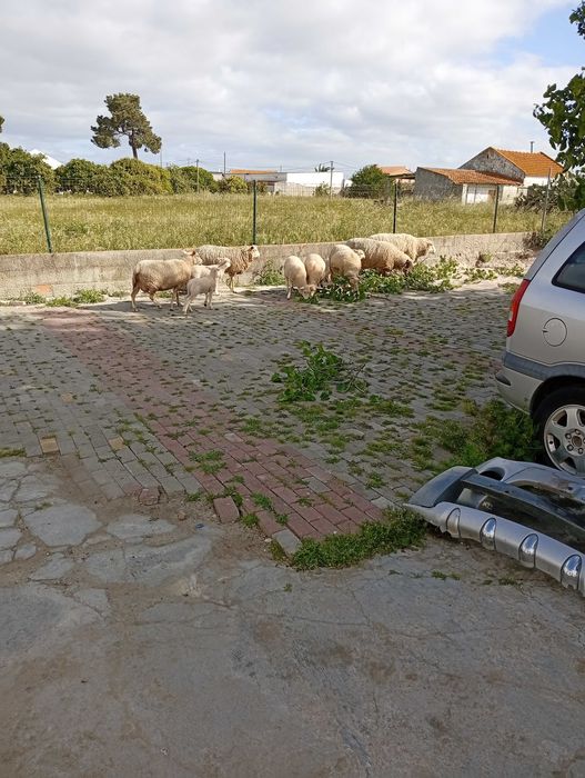Mini rebanho de Ovelhas