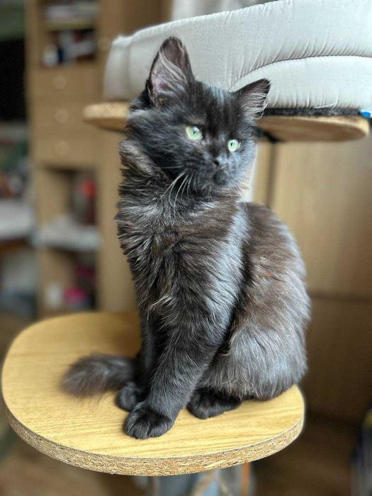 Милий чорний пухнастик.