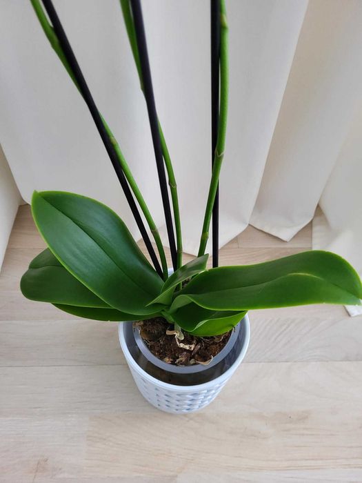 Storczyk 3-pędowy 70cm z don.