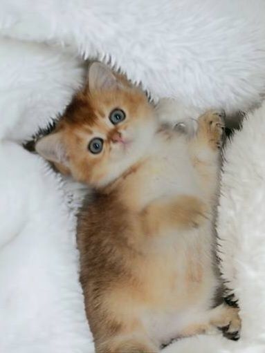 Котики золота шиншила