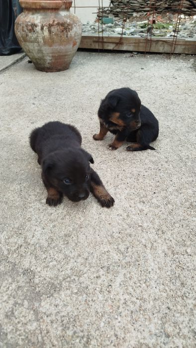Dou cães  com 1 mês