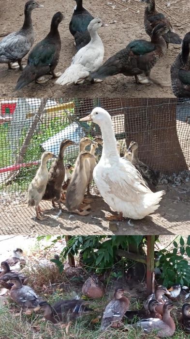 Biegusy/ call duck/ piżmówki