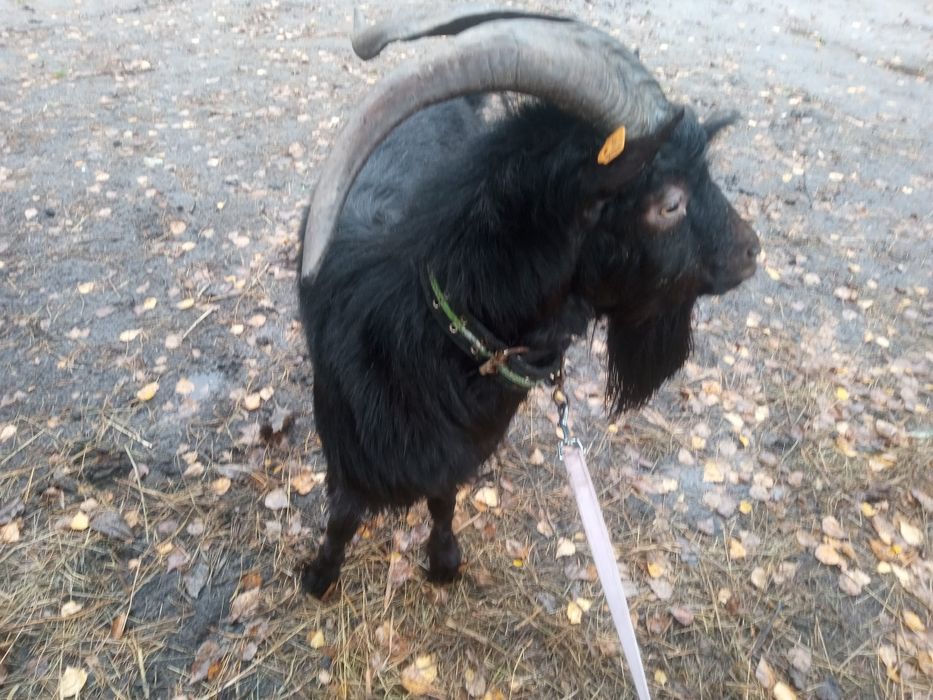 Kozioł kazimierzowski czarny