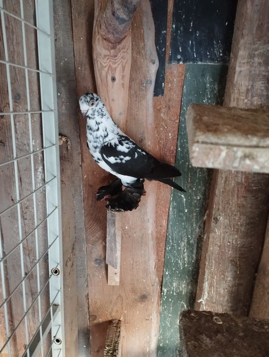 Sprzedam gołębie Wiedyny, Wenery