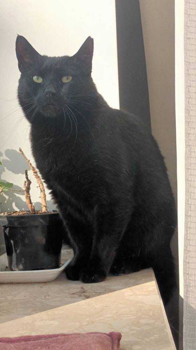 James Bond - adoptuj agenta specjalnego