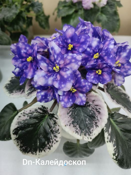 Пропоную свіжо зрізані листочки сортових фіалок з фото та інші сорти.