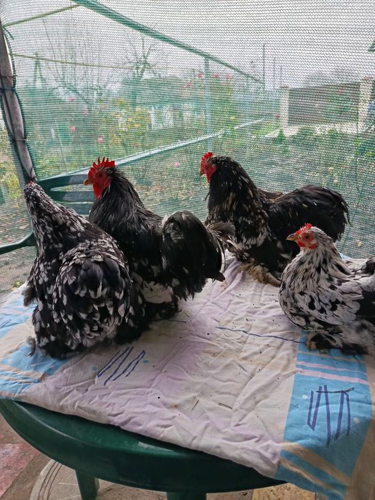 Змінять місце проживання дві пари карликових кохінхінів мраморних .