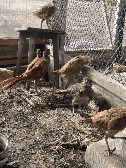 Фазани мисливські