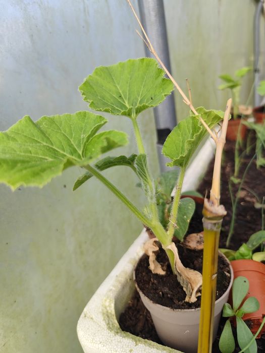 Pés de abóbora gigante