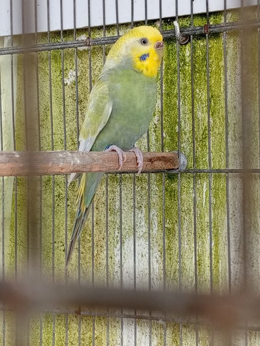 Piriquitos arco íris