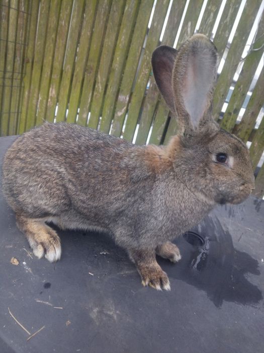 Olbrzym belgijski. Samce, samice zakocone