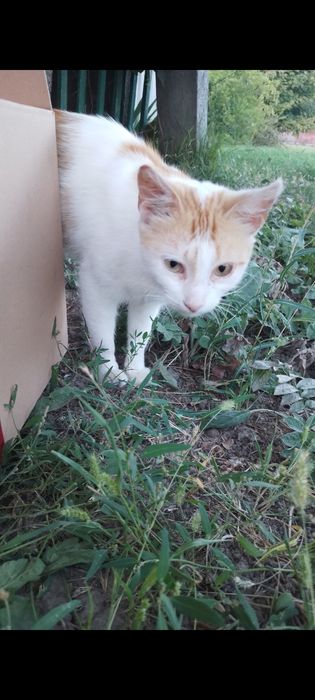 Кішка шука хороші руки