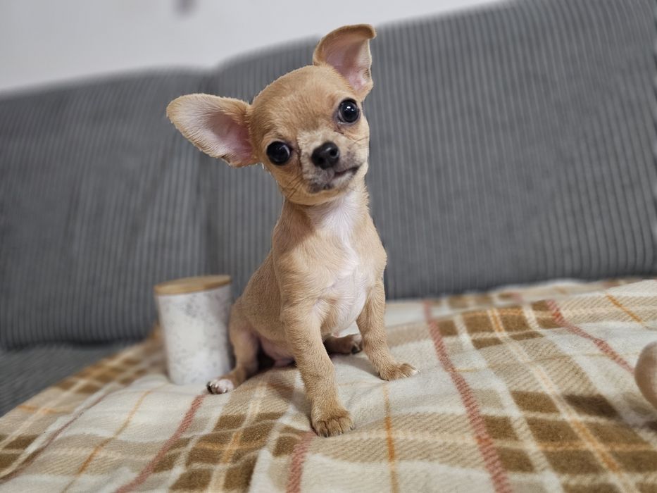 Chihuahua krótkowłosa