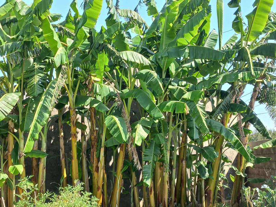 Bananeiras para Produção