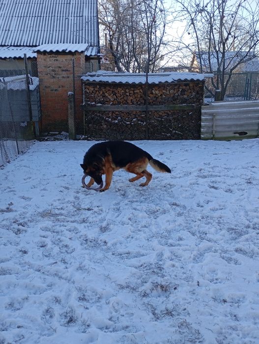 Німецька вівчарка