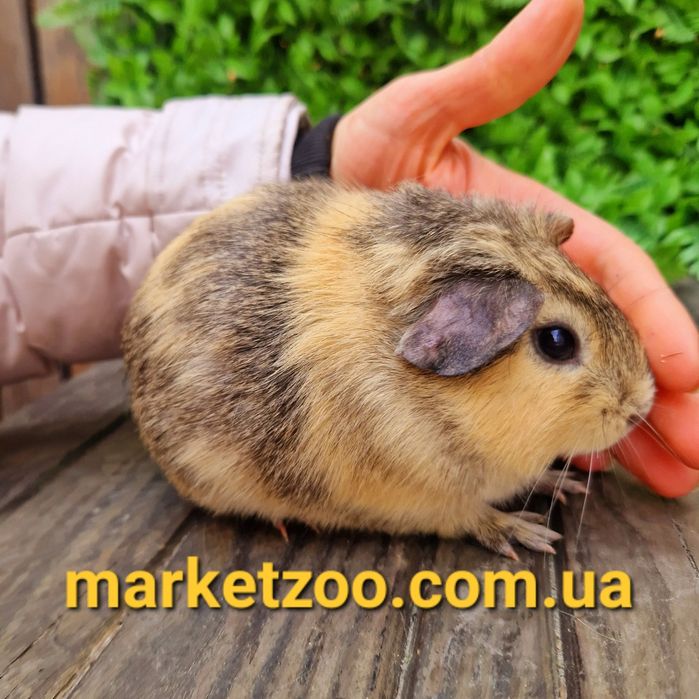 Шикарньій мальчик с висячими ушками