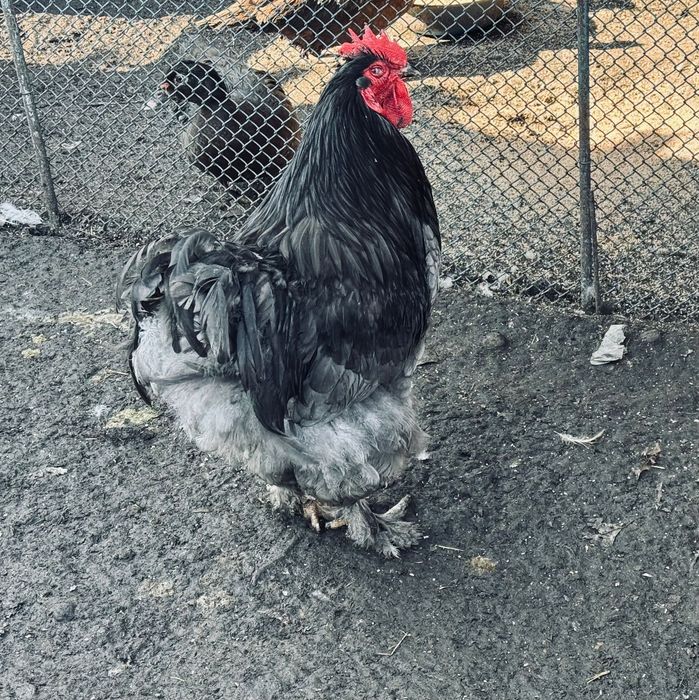 Продаються півні породи: кохінхін, брама та інкубаційне яйце.