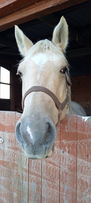 Wałach AQH 14.04.2018r