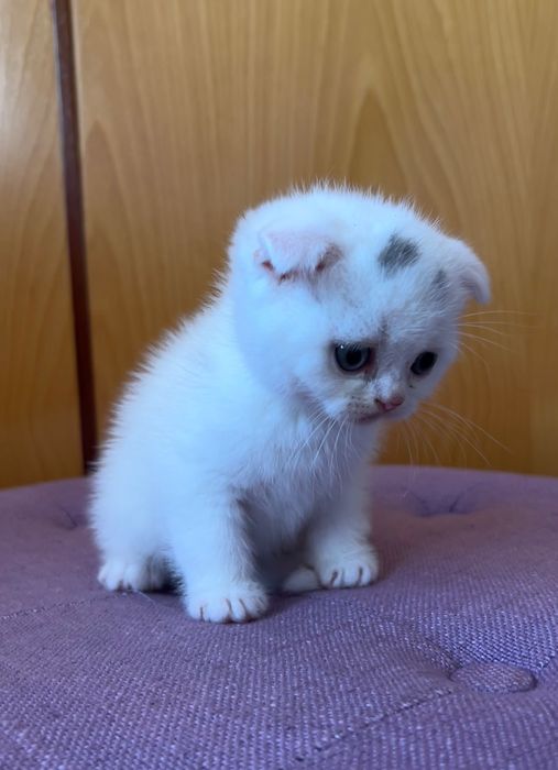 Gatinho Scottish Fold