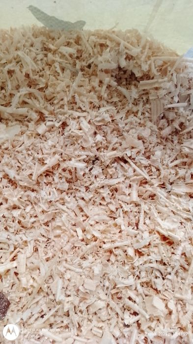 Стружка сосни для хомячків