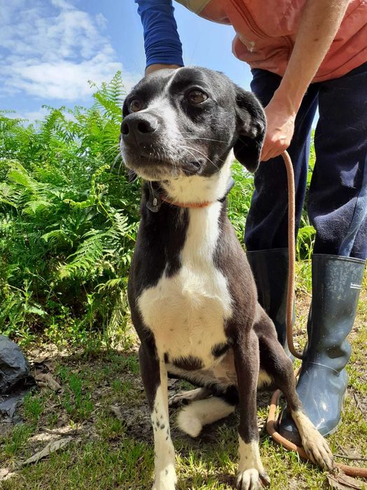 Cadela Porte Médio Para Adoção (Brenda)